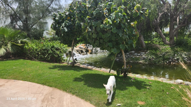 Luxuriöse Villa mit 7 Schlafzimmern, privatem Pool & Garten in Al Barari